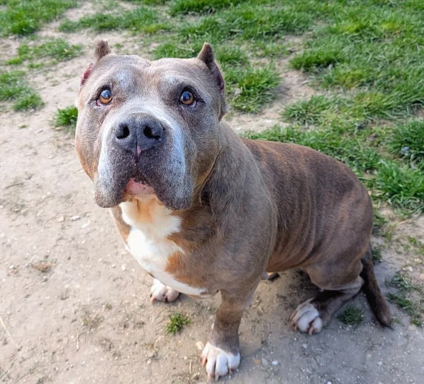 KIRA, female Mixed Breed for adoption at SPA Laon, Laon