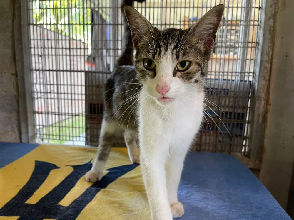 CLYDE, male mixed breed for adoption at SPA Laon, Laon