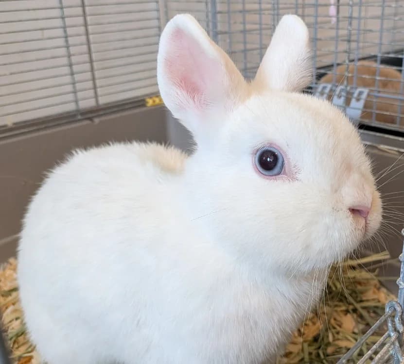 CRISTAL, female young Mixed Breed for adoption at SPA Laon, Laon