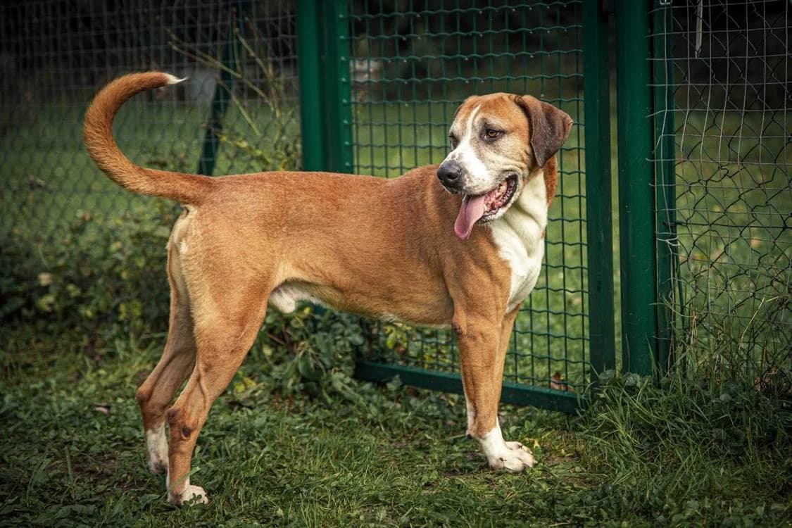 Patto, male Mixed Breed for adoption at SPA Albi (Le Garric), Albi