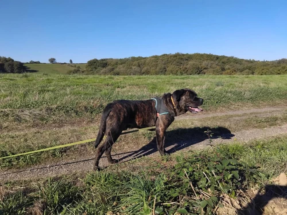 Nacio, male 6yo Cane Corso for adoption at SPA Albi (Le Garric), Albi