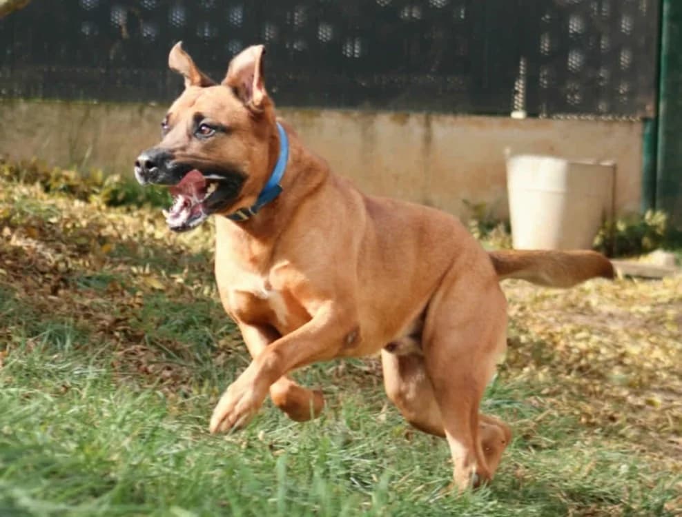 Tyson, male 4yo Cane Corso for adoption at SPA Albi (Le Garric), Albi