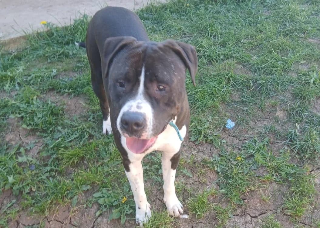 Batman, male Labrador Retriever for adoption at SPA Albi (Le Garric), Albi