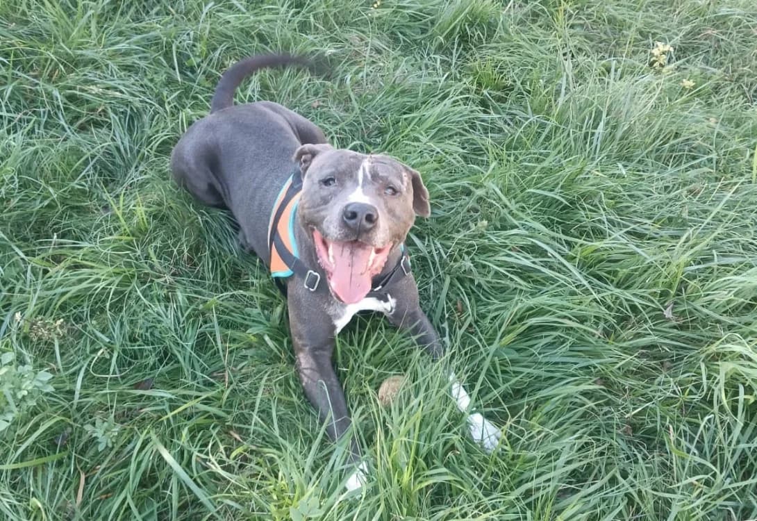 Mi Jack, male senior mixed breed for adoption at SPA Albi (Le Garric), Albi