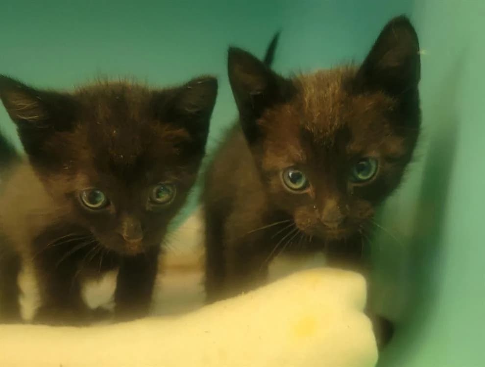 FRIMOUSSE, female mixed breed for adoption at SPA Albi (Le Garric), Albi