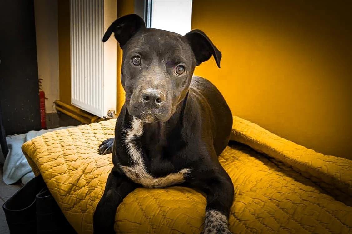 Motomoto, male 3yo Pointer for adoption at SPA Albi (Le Garric), Albi