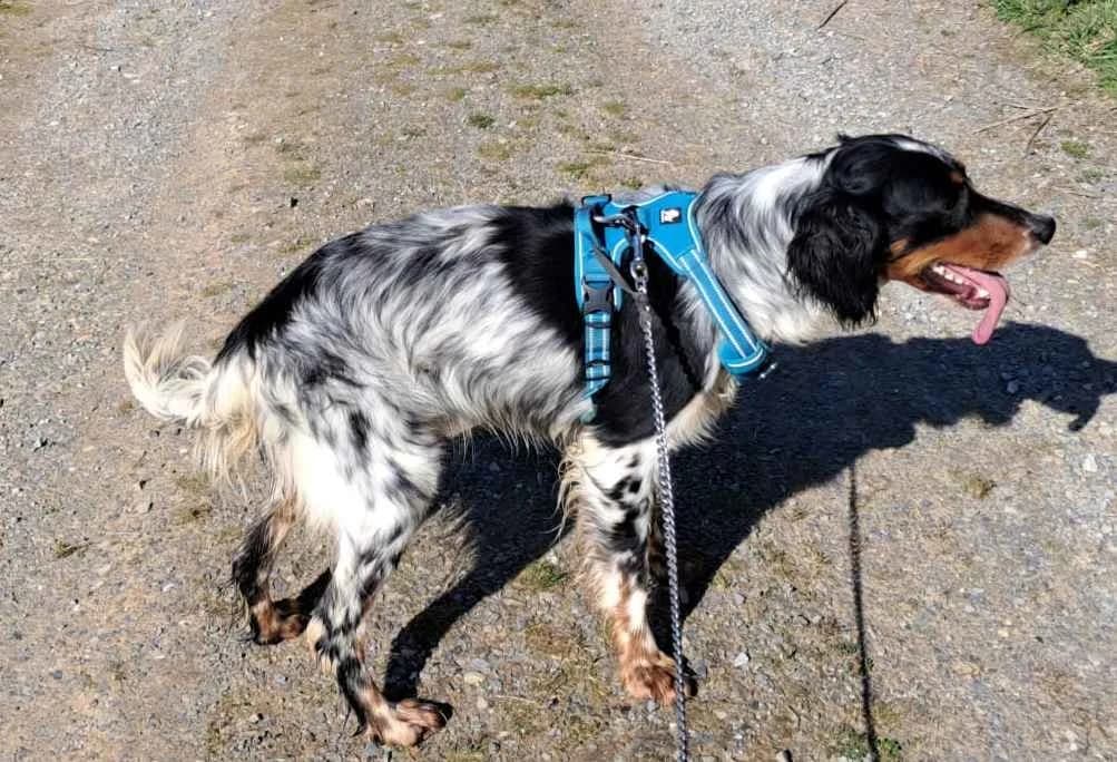 Grixou, male English Setter for adoption at SPA Albi (Le Garric), Albi