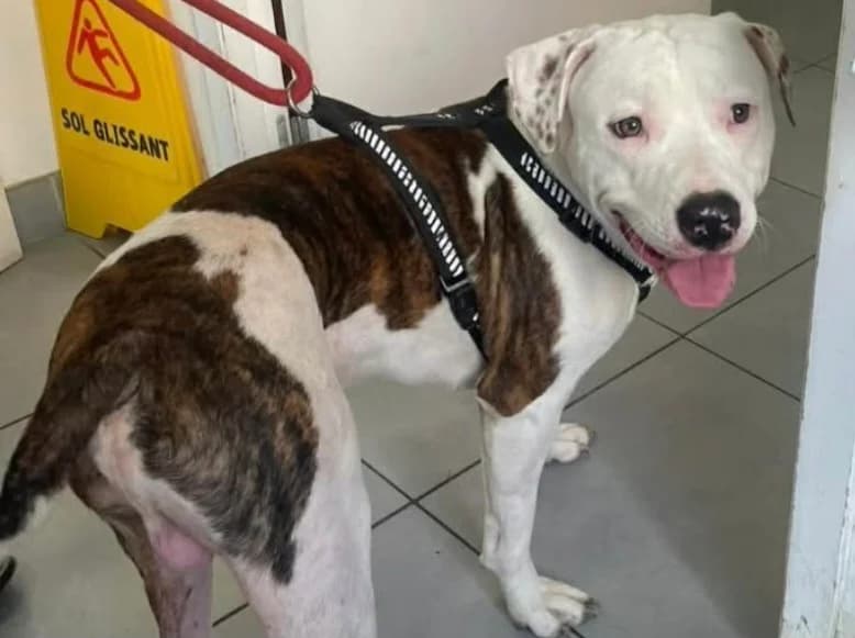 Sully, male Staffordshire Bull Terrier for adoption at SPA Albi (Le Garric), Albi