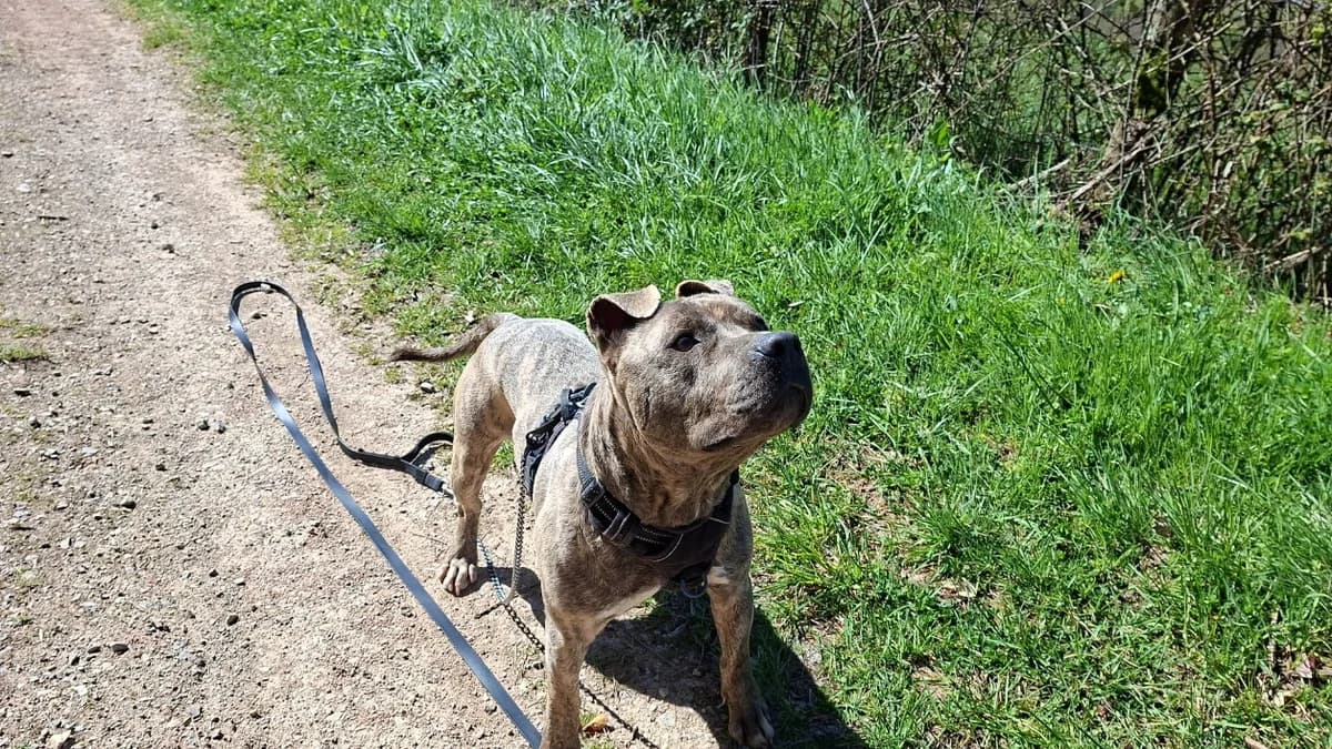 Wilson, male Staffordshire Bull Terrier for adoption at SPA Albi (Le Garric), Albi