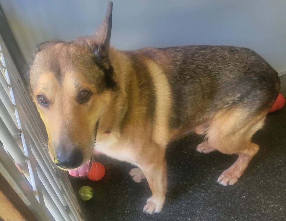 Sniper, male senior German Shepherd for adoption at SPA Albi (Le Garric), Albi