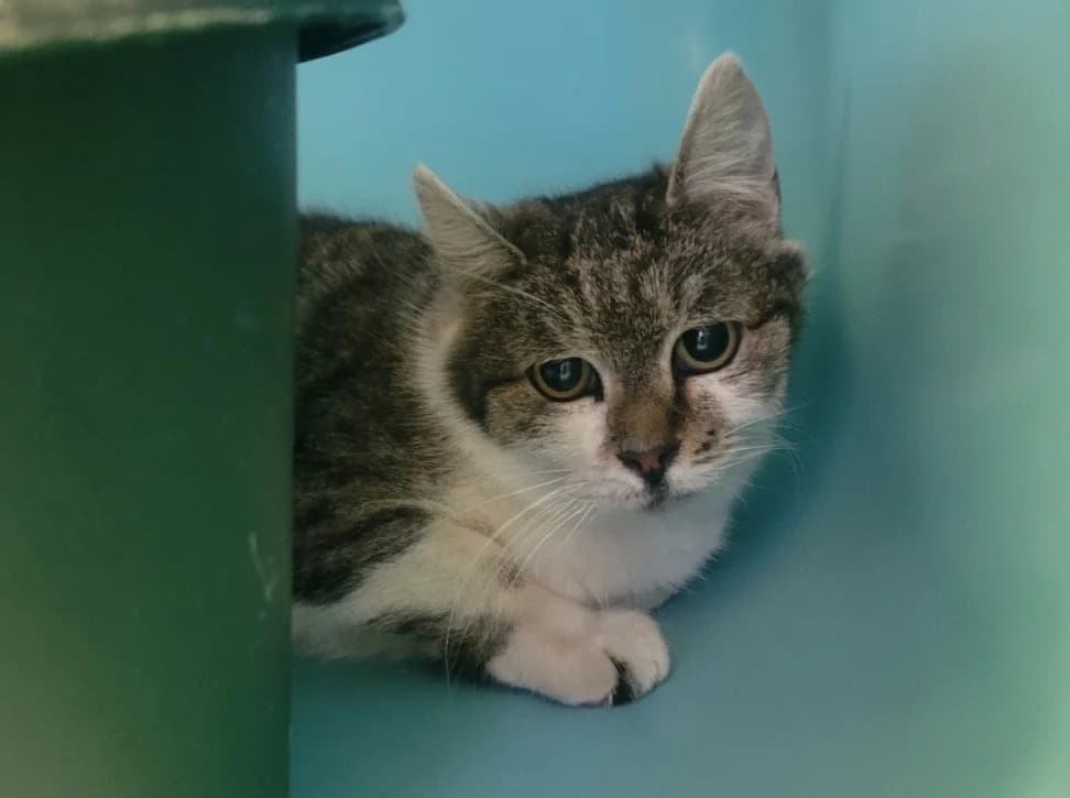 Asta, female mixed breed for adoption at SPA Albi (Le Garric), Albi