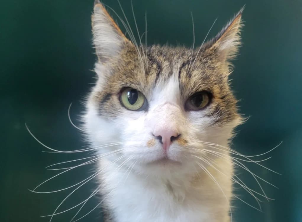 Minou Junior, male mixed breed for adoption at SPA Albi (Le Garric), Albi