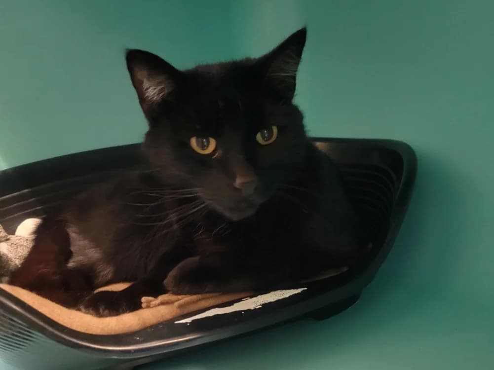 Cristounet, male mixed breed for adoption at SPA Albi (Le Garric), Albi