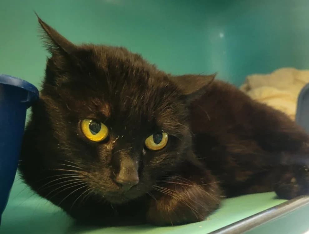 Taureau, female Mixed Breed for adoption at SPA Albi (Le Garric), Albi