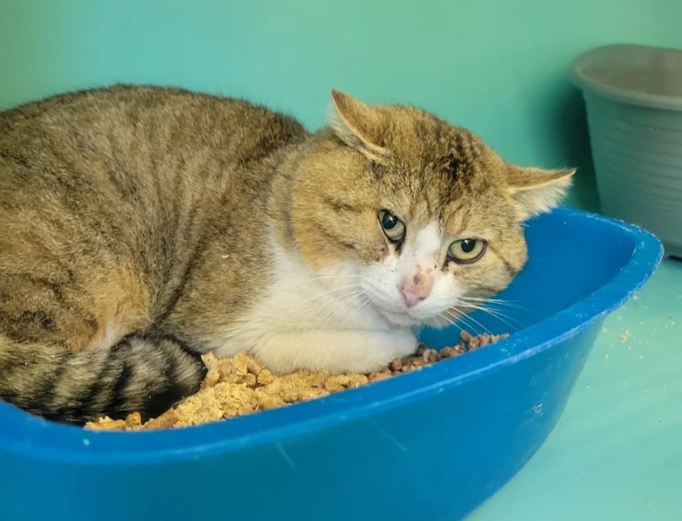 Binibou, male Mixed Breed for adoption at SPA Albi (Le Garric), Albi