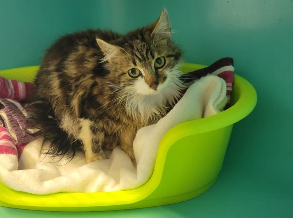 Cancer, female Mixed Breed for adoption at SPA Albi (Le Garric), Albi