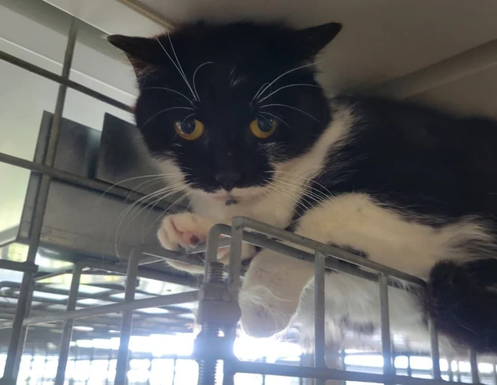 Poisson, female Mixed Breed for adoption at SPA Albi (Le Garric), Albi