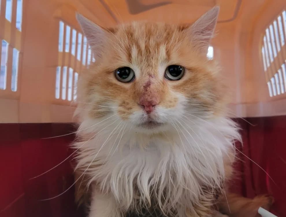 Lion, male Mixed Breed for adoption at SPA Albi (Le Garric), Albi