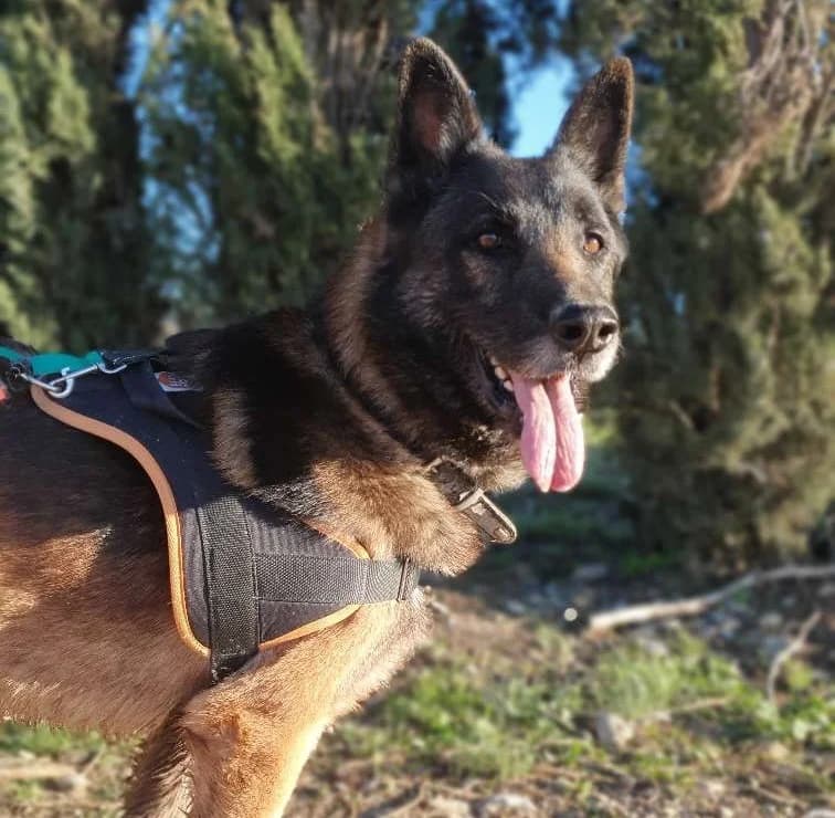 Orko, male 5yo Belgian Malinois for adoption at SPA Lézignan-Corbières, Lezignan