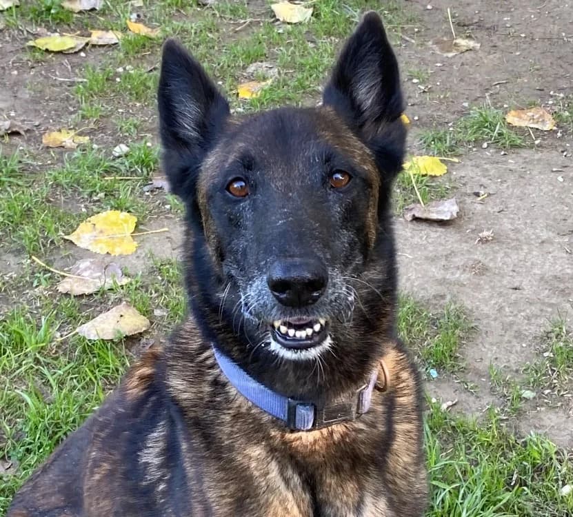 LASCAUX, male senior Belgian Malinois for adoption at SPA Lézignan-Corbières, Lezignan