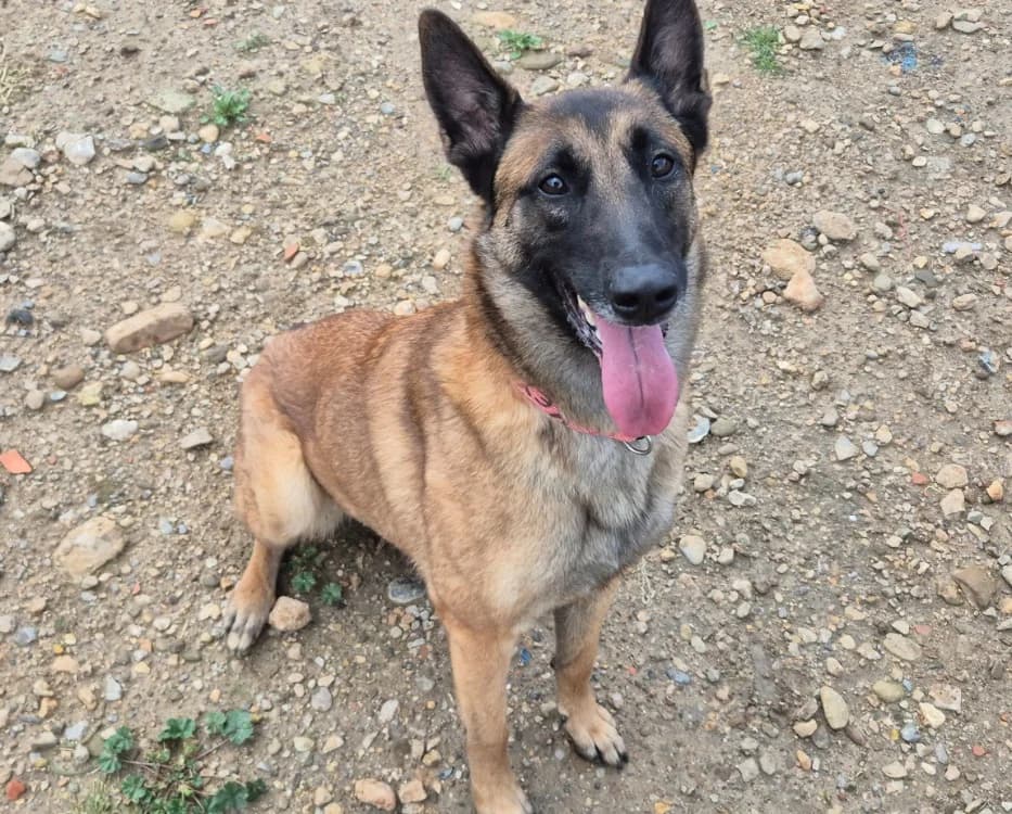Keyna, female 4yo Belgian Malinois for adoption at SPA Lézignan-Corbières, Lezignan