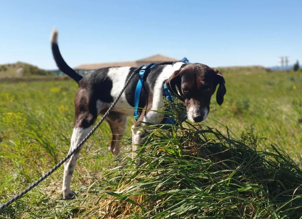 TITOFF, male 3yo Pointer for adoption at SPA Lézignan-Corbières, Lezignan