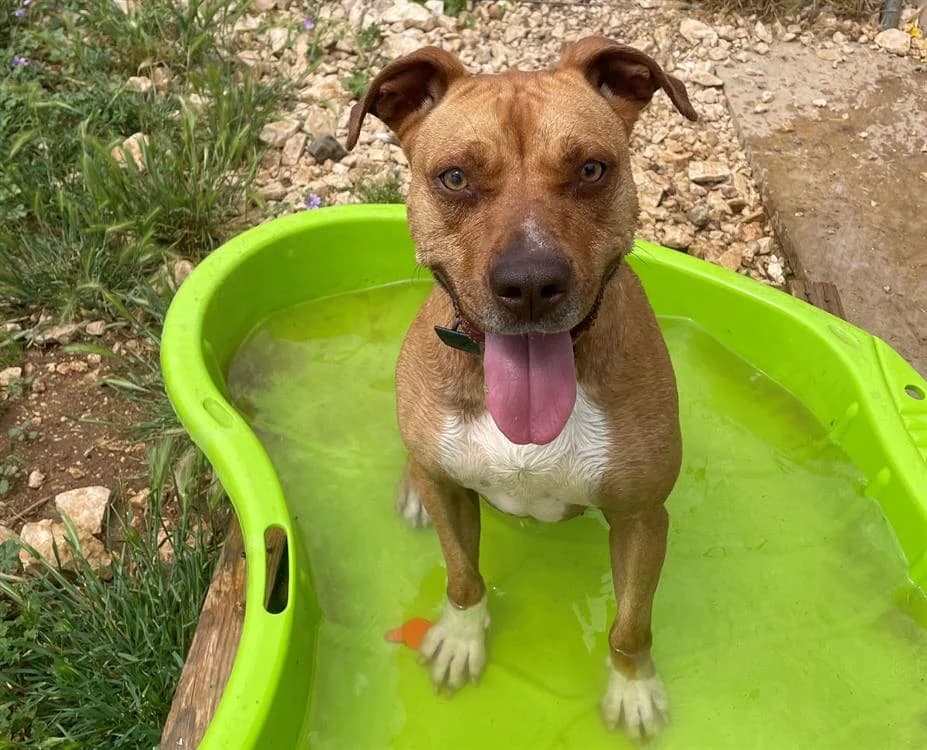 LIONNA, female 3yo Mixed Breed for adoption at SPA Lézignan-Corbières, Lezignan