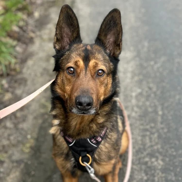 BROOKE, male 5yo German Shepherd for adoption at SPA Tours (Luynes), Tours