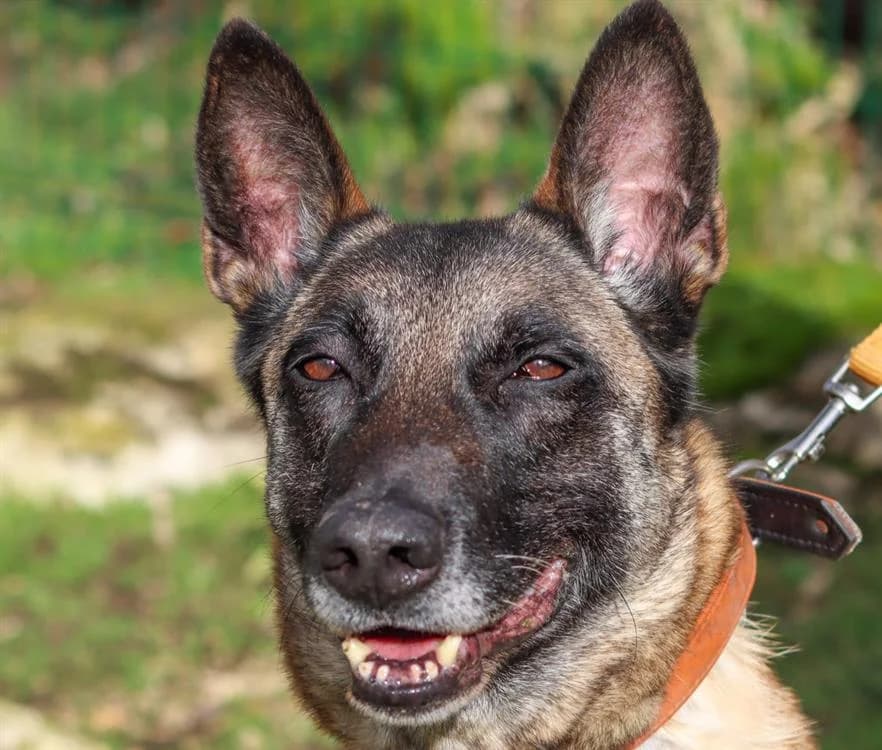 VEVA, female Belgian Malinois for adoption at SPA Tours (Luynes), Tours