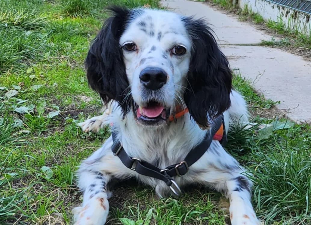 ELWOOD, male 5yo English Setter for adoption at SPA Tours (Luynes), Tours