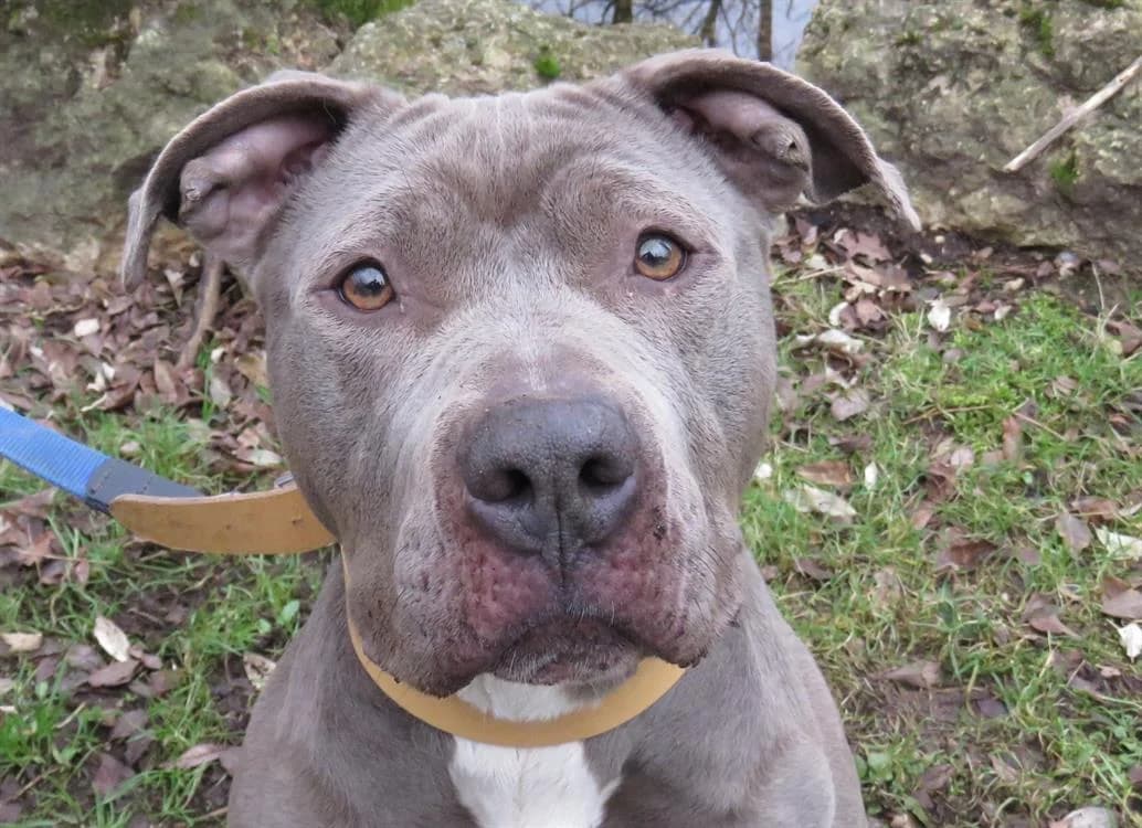 TAYLA, female Mixed Breed for adoption at SPA Tours (Luynes), Tours