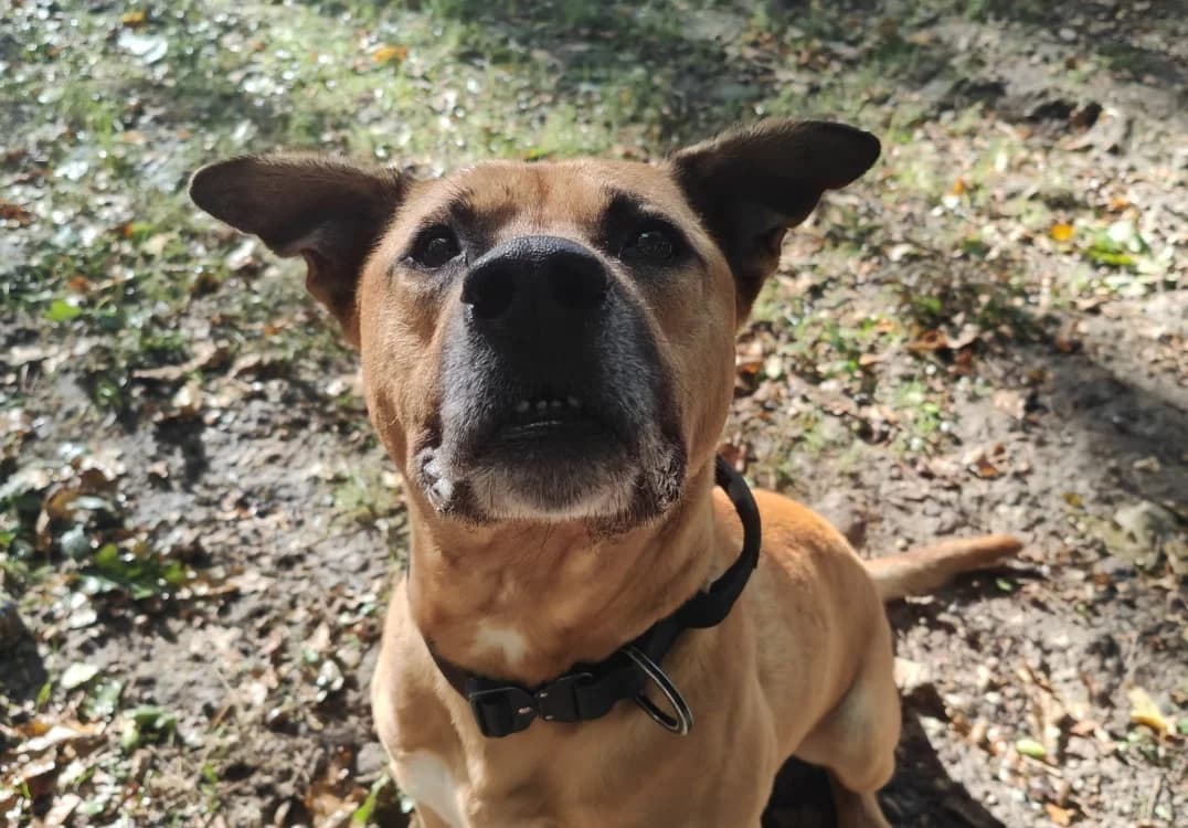 WHISKY, male 6yo Labrador Retriever for adoption at SPA Tours (Luynes), Tours