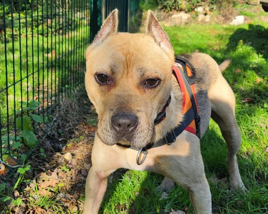 TROTTY, male Shar Pei for adoption at SPA Tours (Luynes), Tours