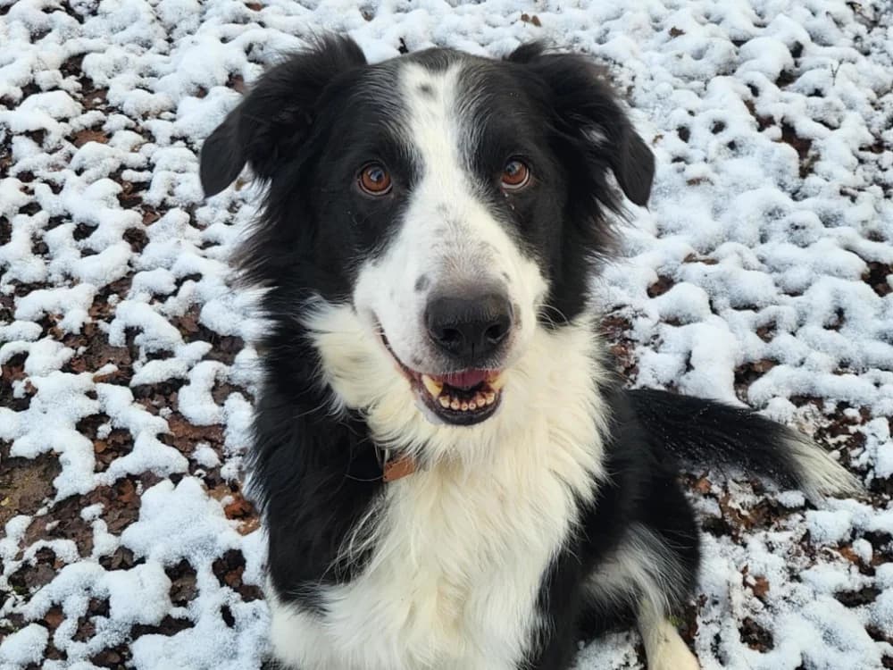 SOLIDAYS, male Border Collie for adoption at SPA Tours (Luynes), Tours