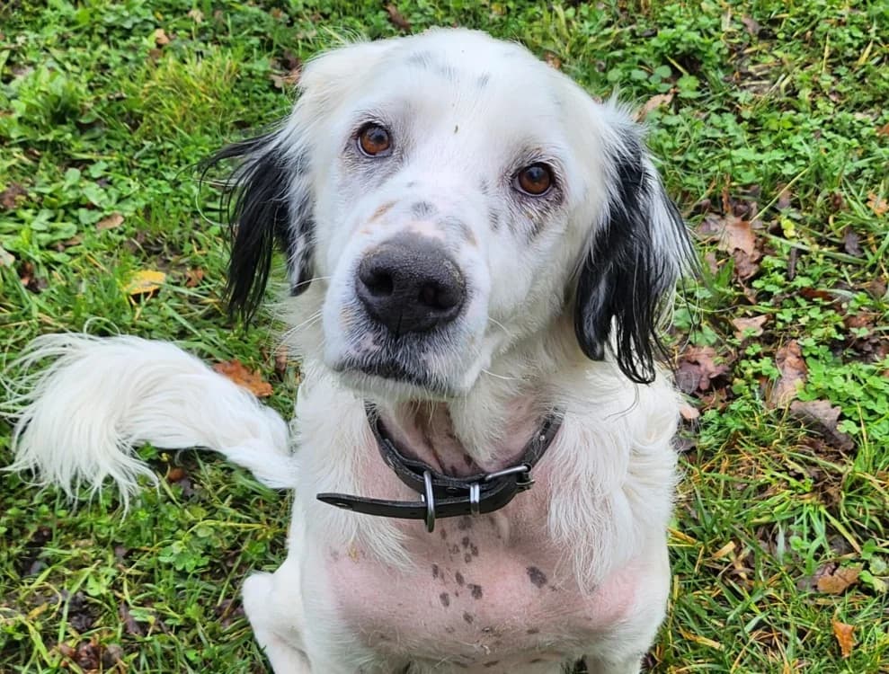 SOLTANE, male 4yo English Setter for adoption at SPA Tours (Luynes), Tours