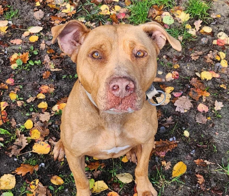 GHOST, male 7yo Mixed Breed for adoption at SPA Tours (Luynes), Tours
