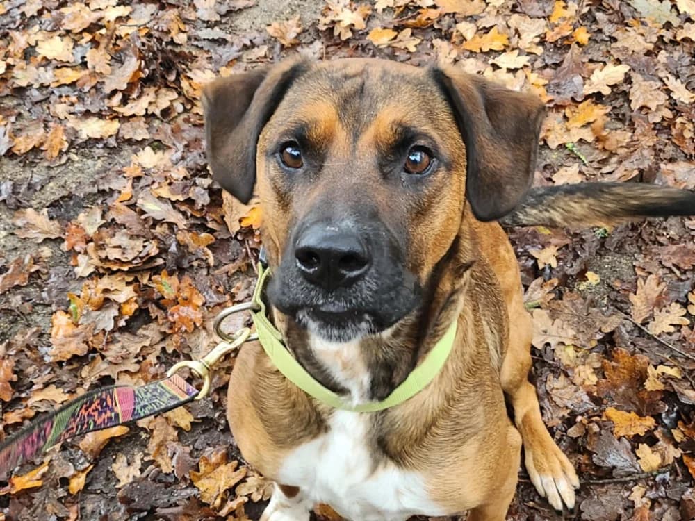 KARAMEL, male young Mixed Breed for adoption at SPA Tours (Luynes), Tours