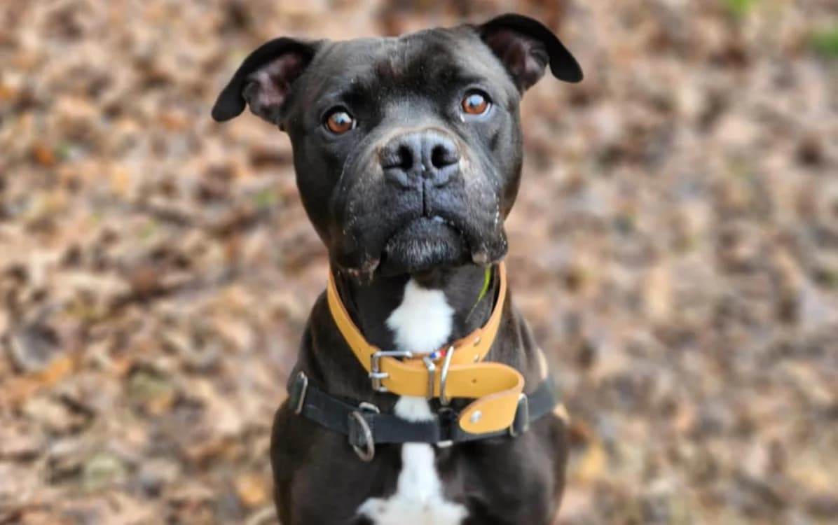 BEERUS, male Mixed Breed for adoption at SPA Tours (Luynes), Tours