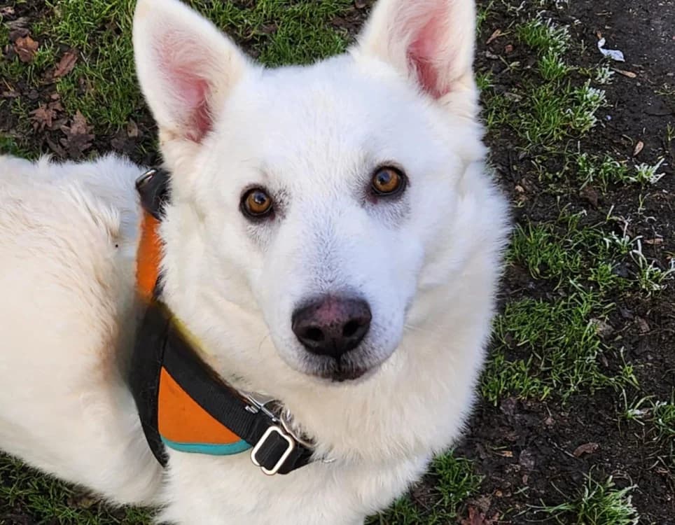 RIO 2, male Husky for adoption at SPA Tours (Luynes), Tours