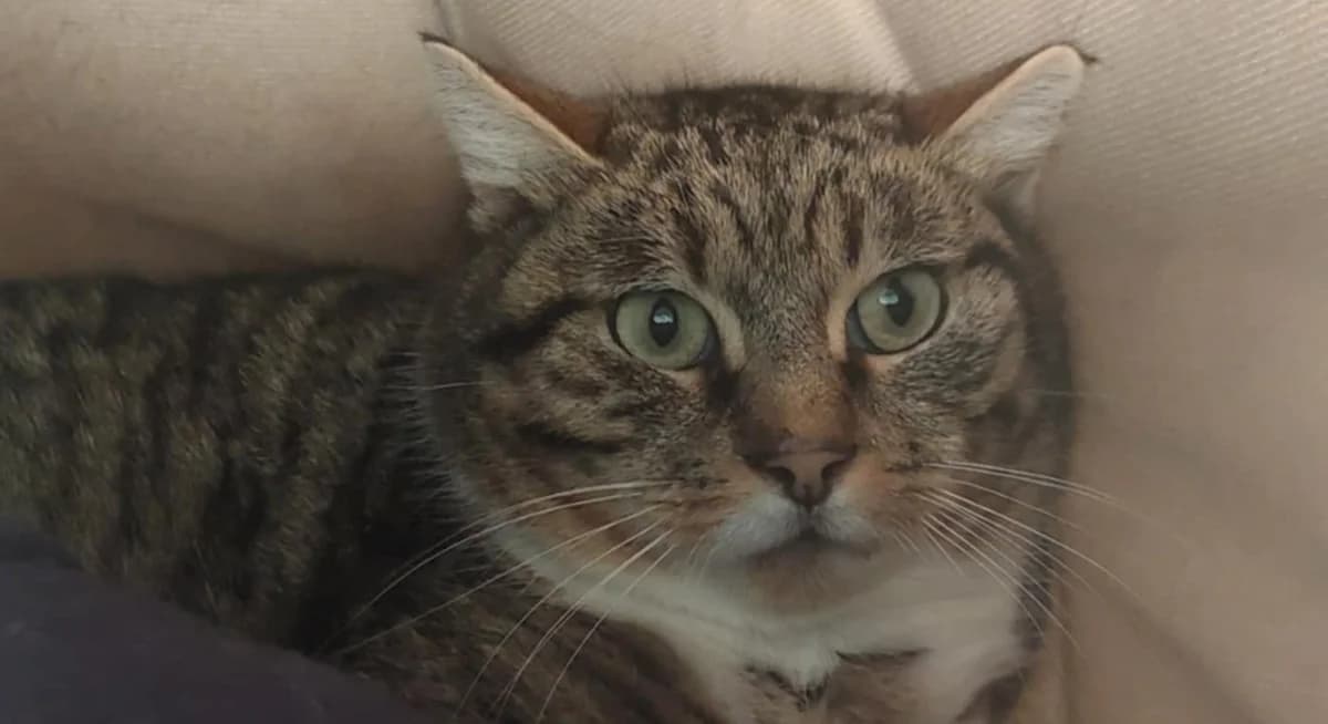 OZZY, male mixed breed for adoption at SPA Tours (Luynes), Tours