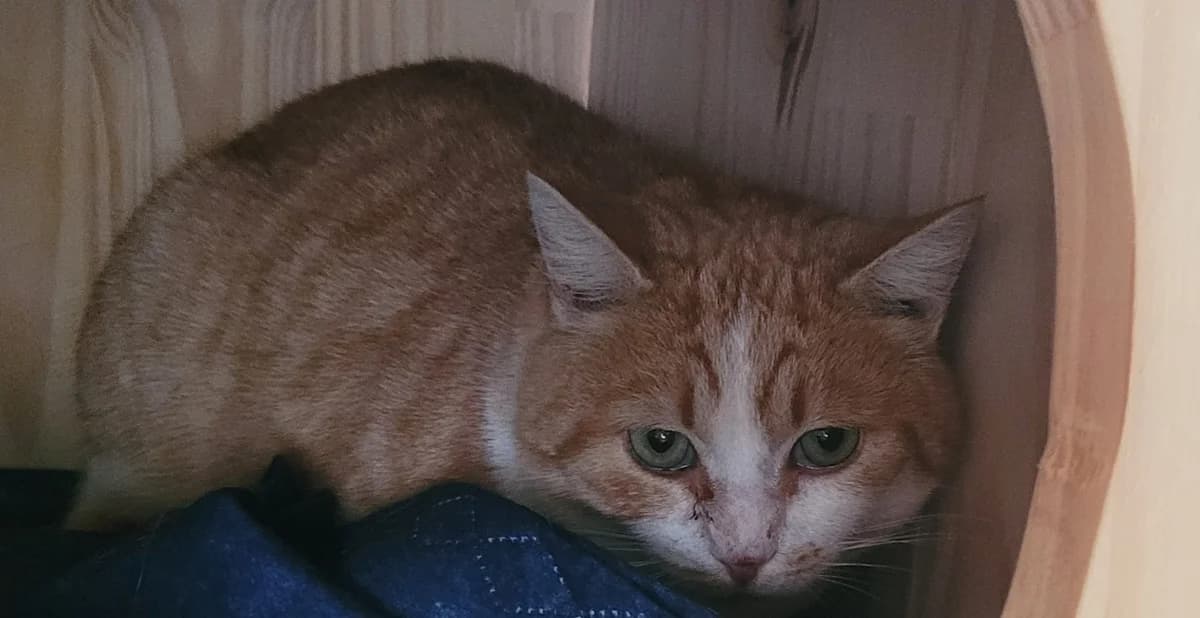 VALKY, male mixed breed for adoption at SPA Tours (Luynes), Tours