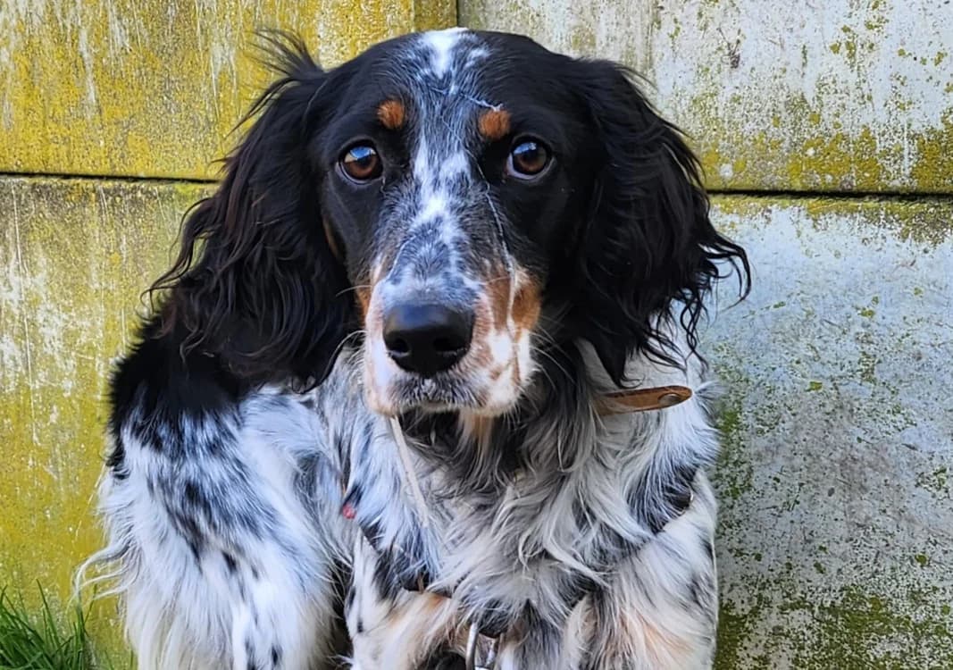 GEPPETTO, male English Setter for adoption at SPA Tours (Luynes), Tours