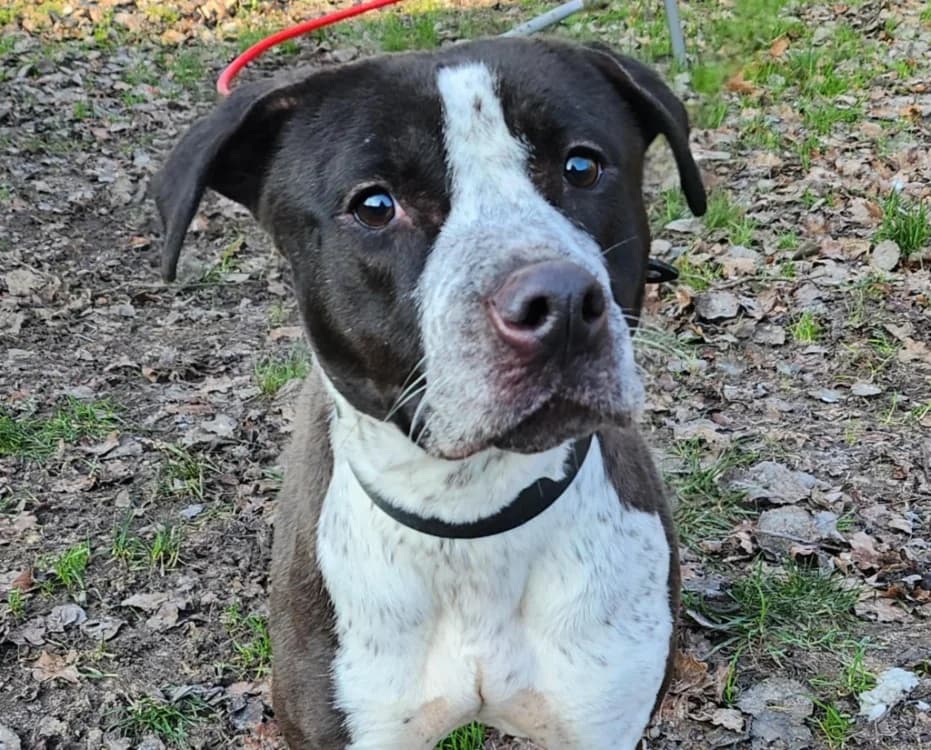 SUCRINE, female young Mixed Breed for adoption at SPA Tours (Luynes), Tours
