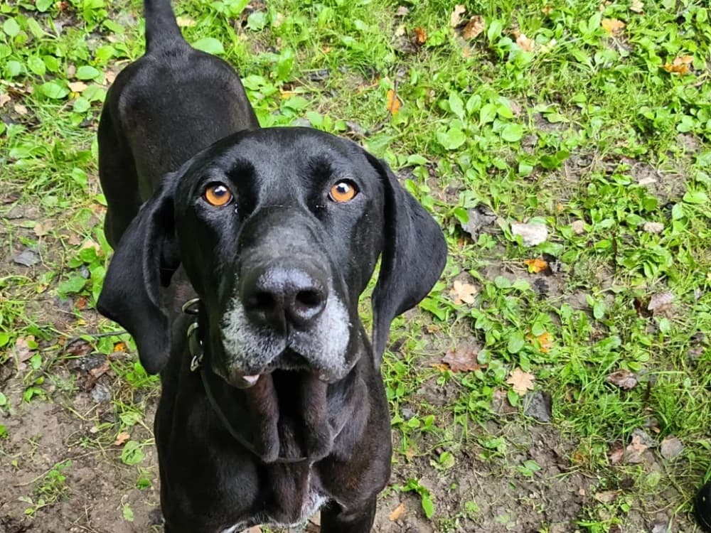 MALOYA, male 5yo Pointer for adoption at SPA Tours (Luynes), Tours