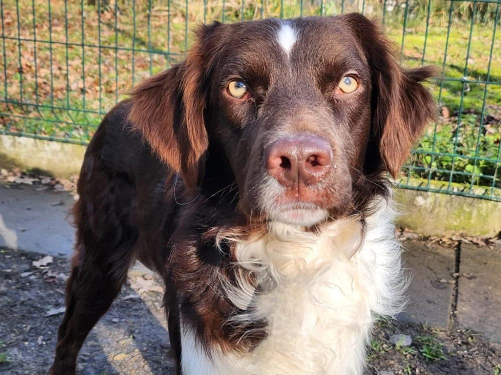 NURANE, male Mixed Breed for adoption at SPA Tours (Luynes), Tours