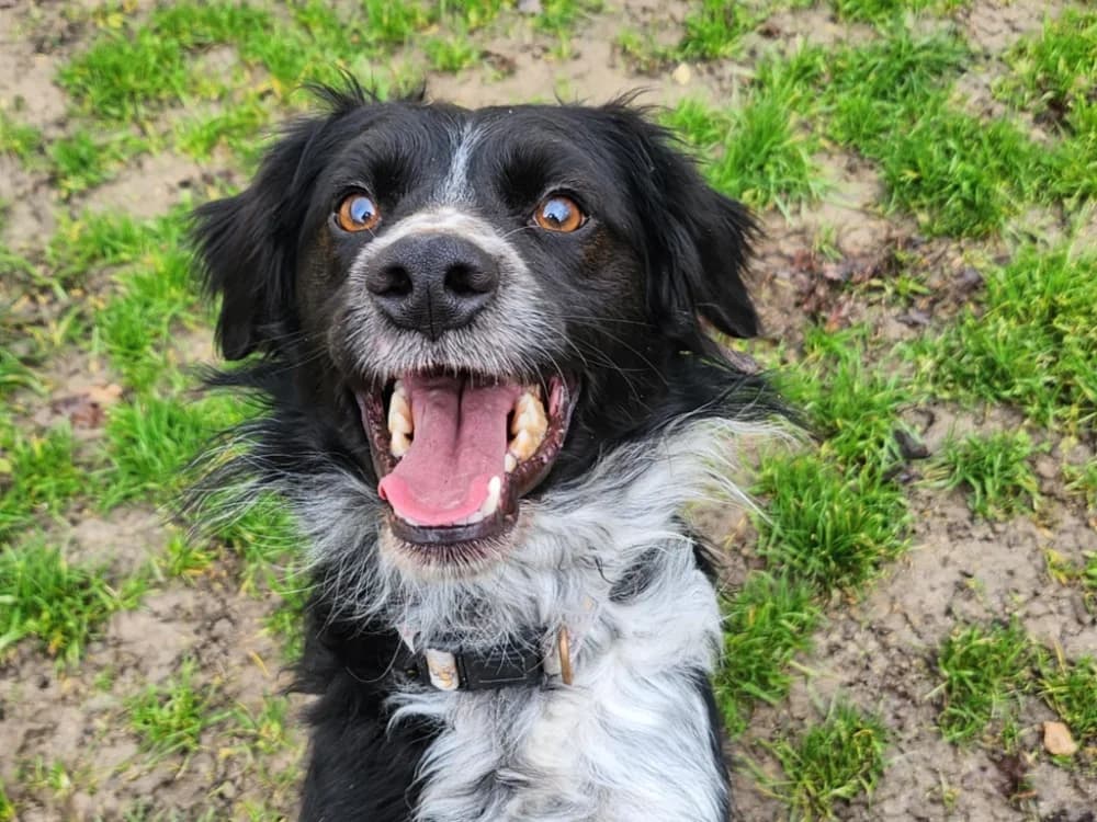NOOB, male Brittany Spaniel for adoption at SPA Tours (Luynes), Tours