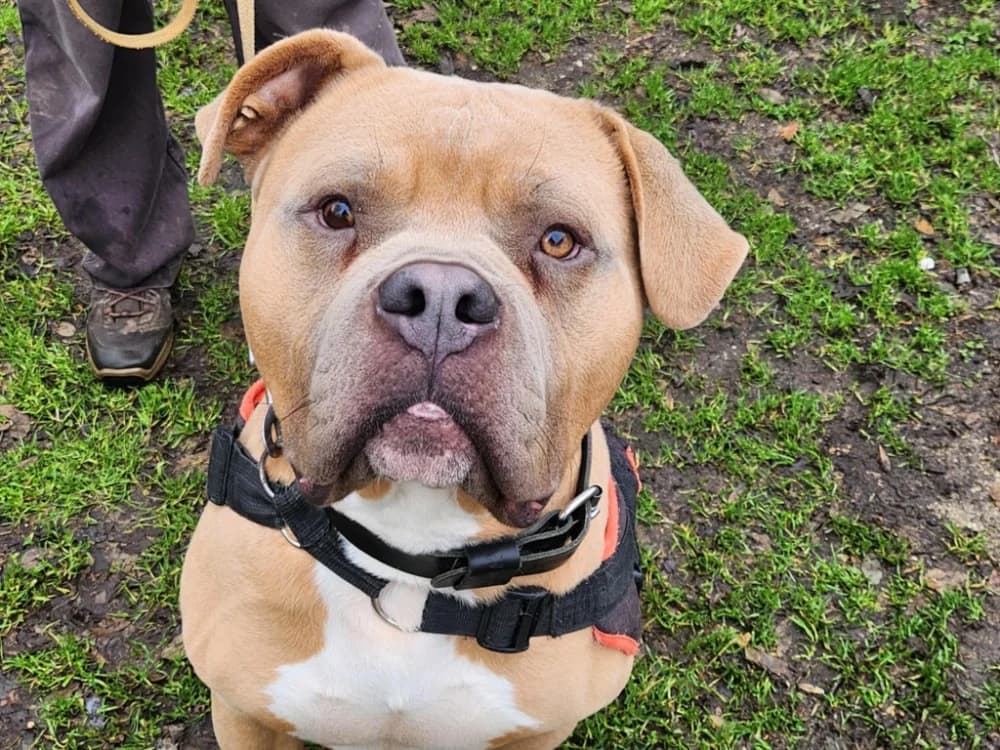 THOR, male French Bulldog for adoption at SPA Tours (Luynes), Tours