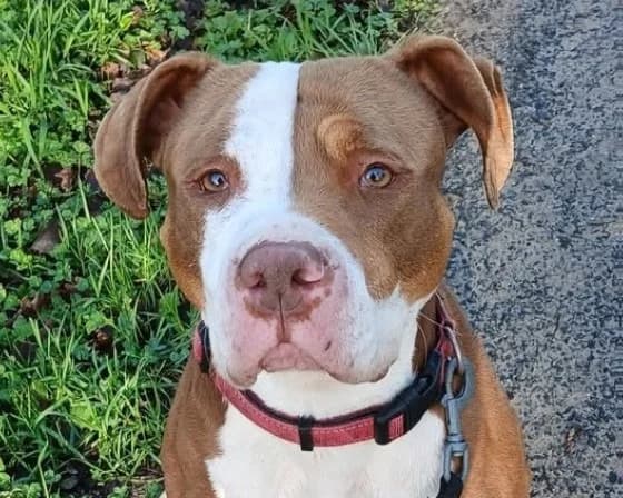 TOKYO, female Mixed Breed for adoption at SPA Tours (Luynes), Tours