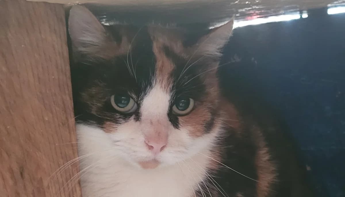 CHA'HUTA, female mixed breed for adoption at SPA Tours (Luynes), Tours