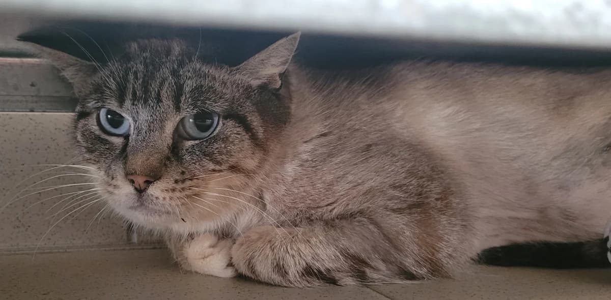 CHA'MELLE, female mixed breed for adoption at SPA Tours (Luynes), Tours